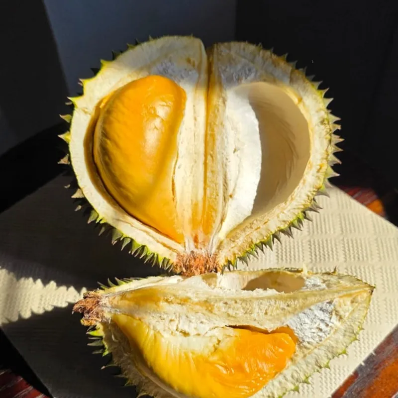 Split Black Thorn durian showing its deep orange flesh