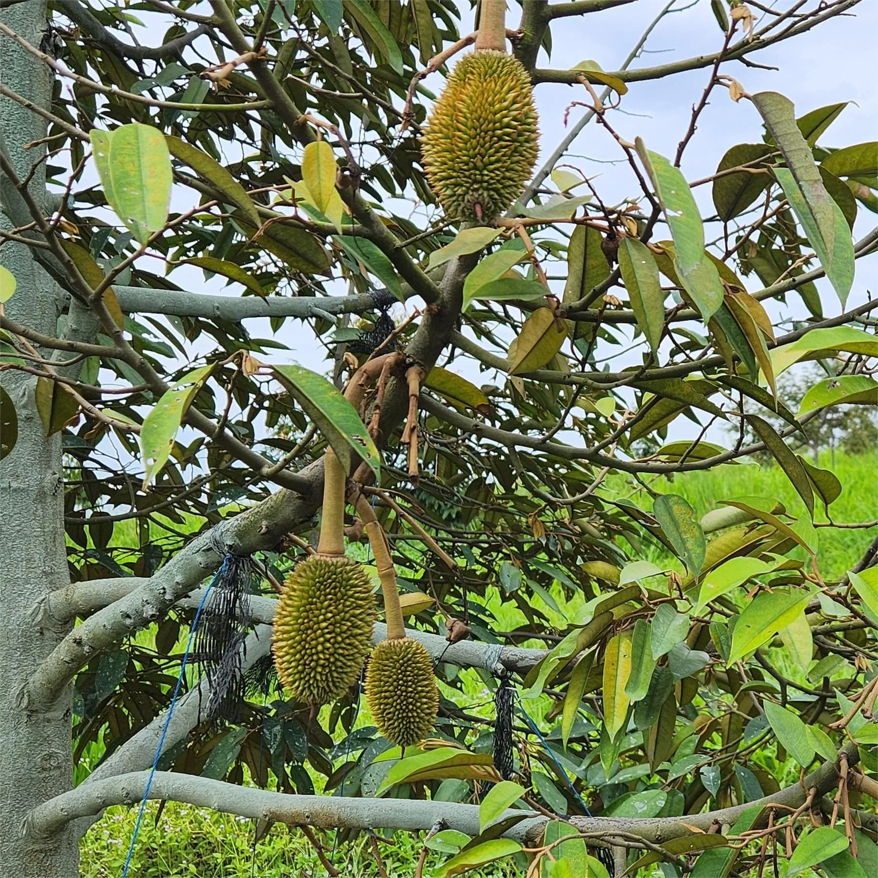 Durians ripening on the branch at the Cintapuri farm
