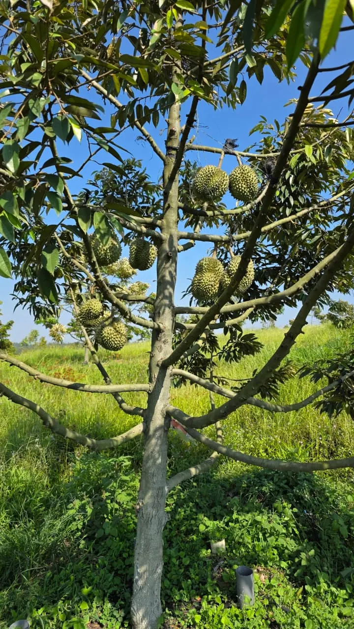 Durians ripening on the tree at the Cintapuri farm