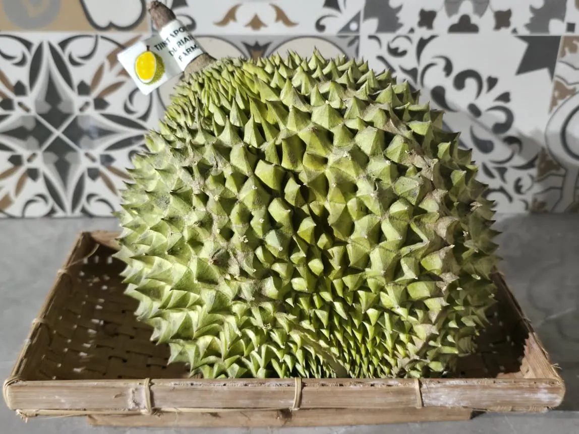 Freshly harvested durians in crates