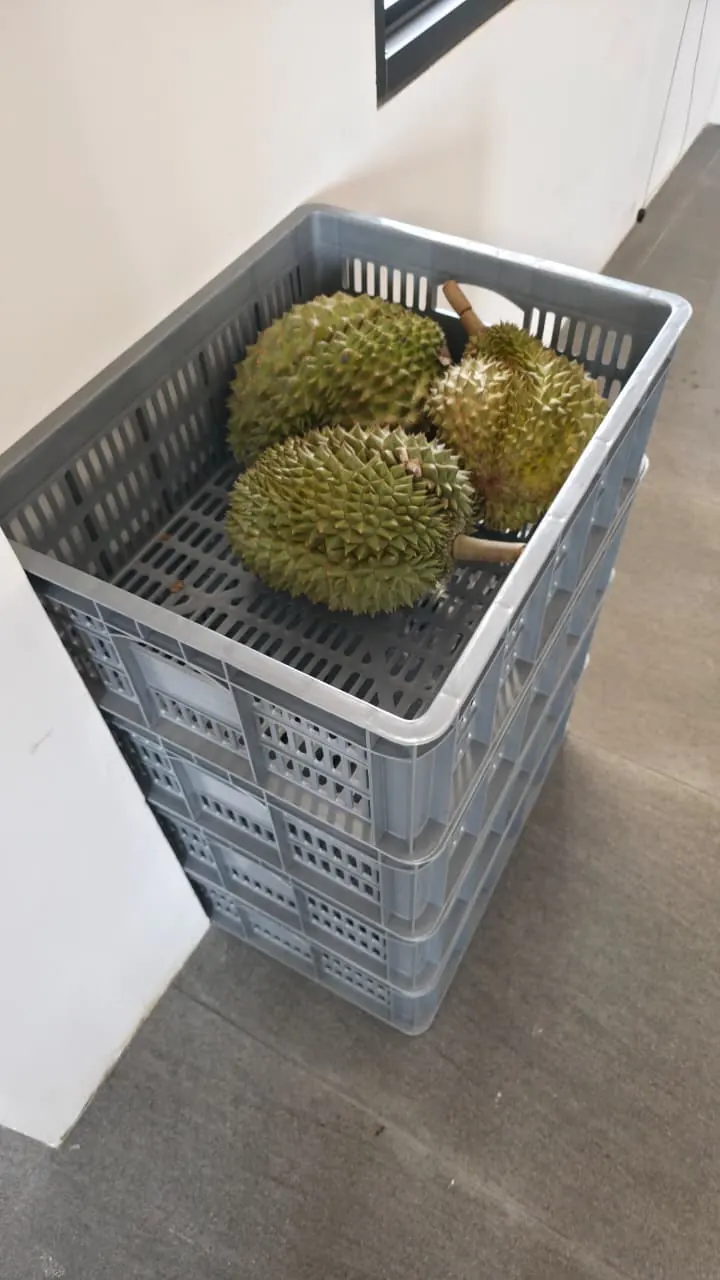 Freshly harvested durians in crates