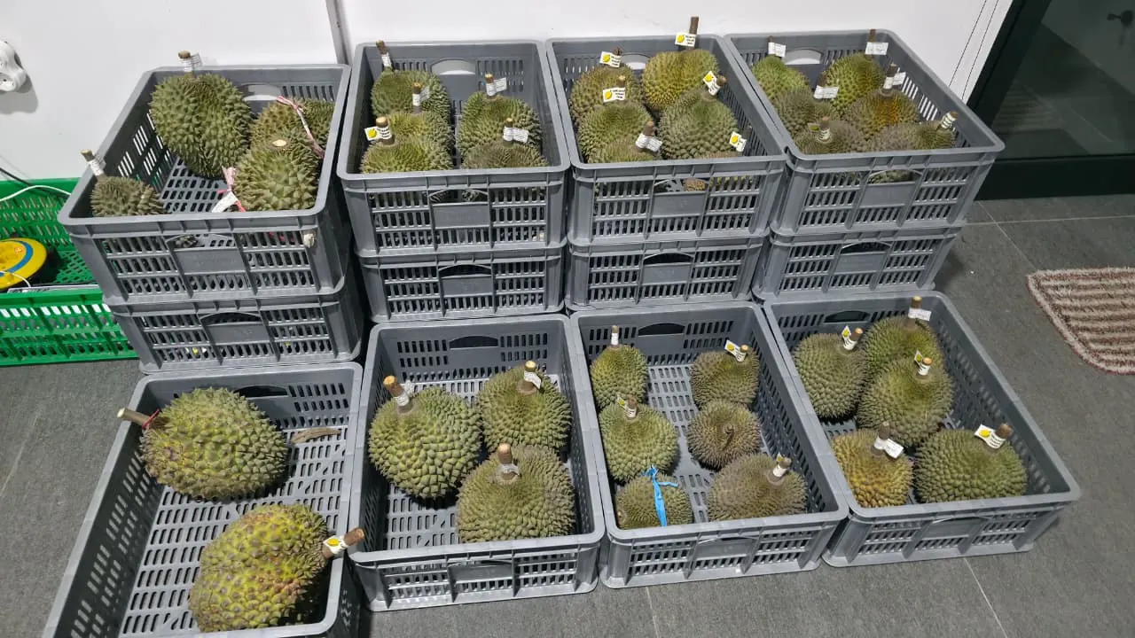 Graded and tagged export-quality durians