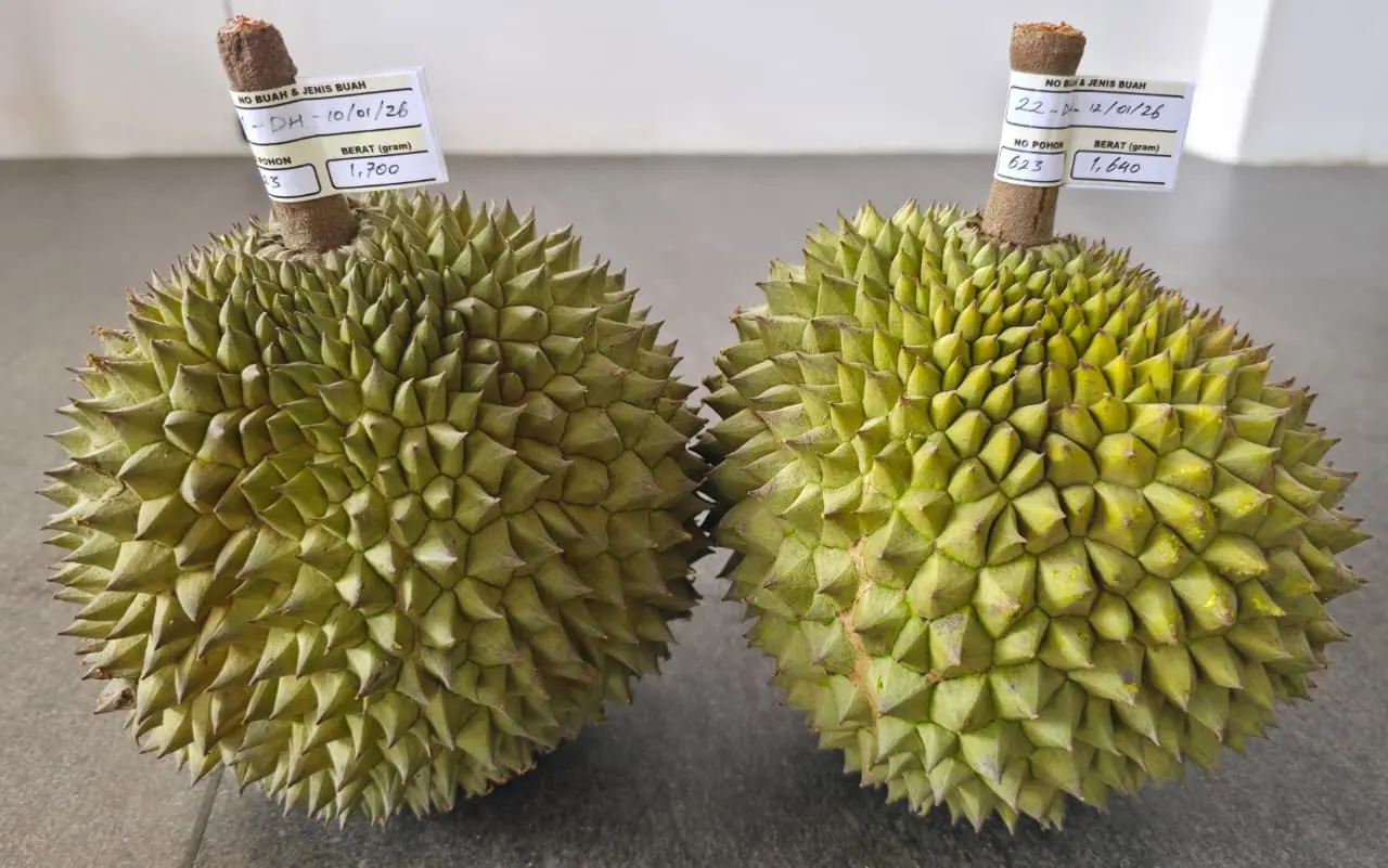 Graded and tagged export-quality durians