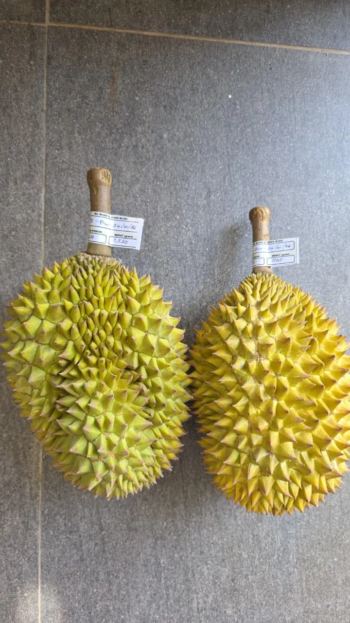 Graded and tagged export-quality durians